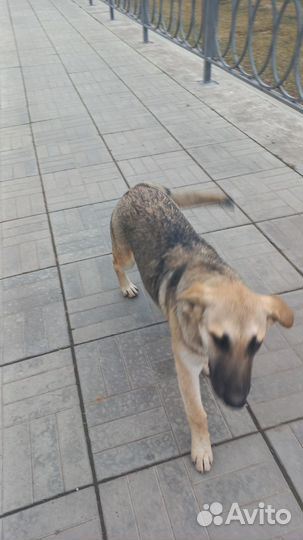 Собака в добрые руки