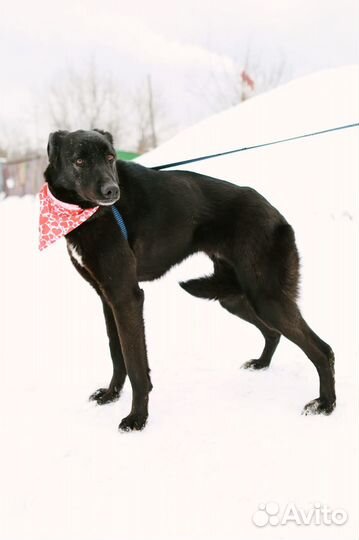 Собака в добрые руки Моника