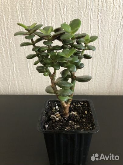 Крассула минор (толсянка)