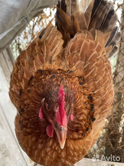 Курица наседка