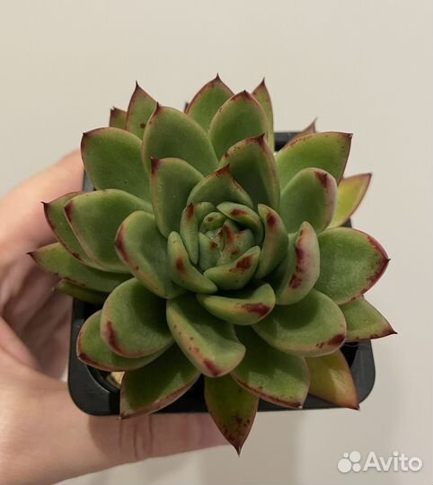 Эхеверия, седум (суккуленты)