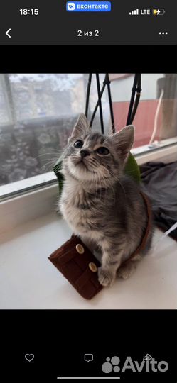 Котята в добрые руки