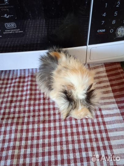 Морская свинка