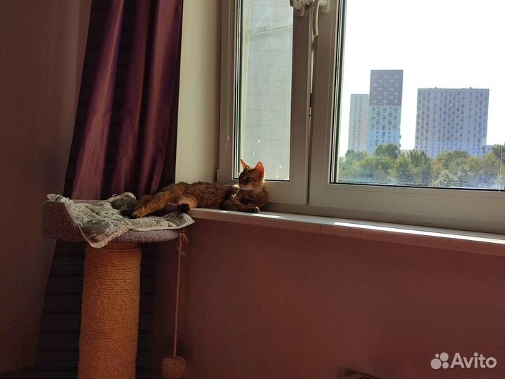 Найдена кошка абиссинка