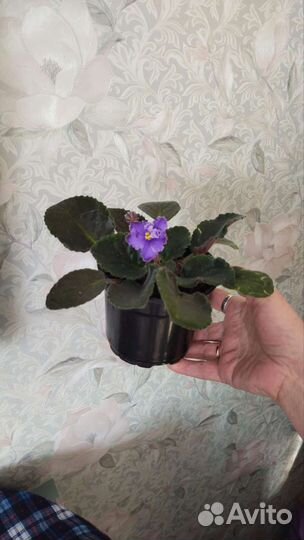 Фиалка в горшках