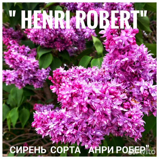 Сирень разных сортов