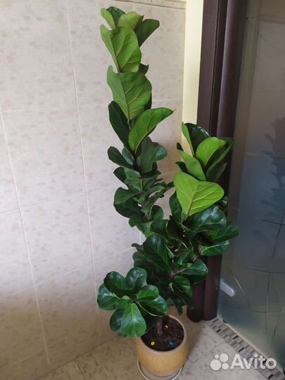 Фикус Лирата Бамбино 1,5 м
