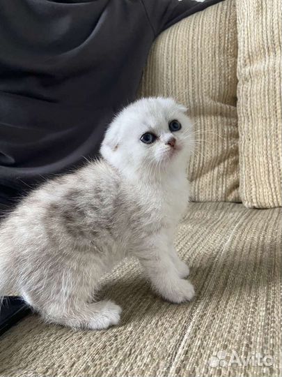 Шотландская