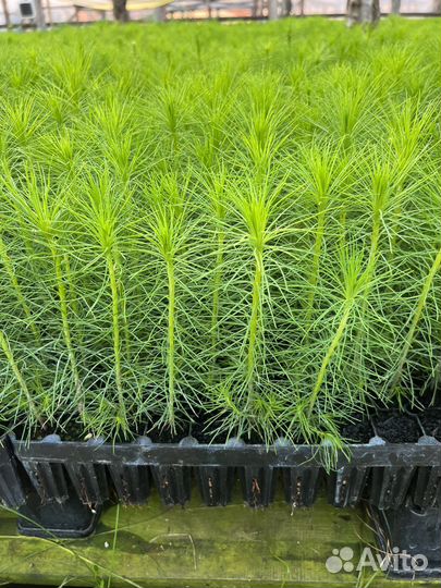 Зкс и окс Сосна Ель Лиственница сеянцы Голуб горн