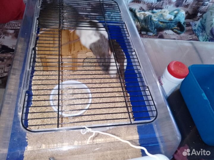 Вязка крыс самцов (спаривание)