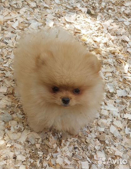 Щенки шпицы