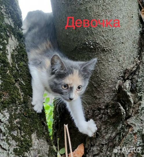 Котята мальчики и девочки