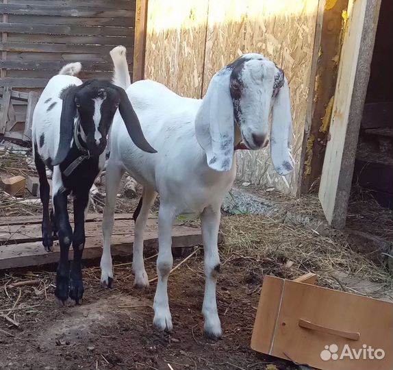 Козочки биталки и нубийки