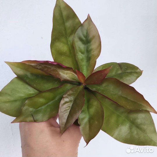 Комнатные цветы