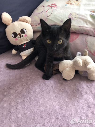 Черный котенок в добрые руки бесплатно