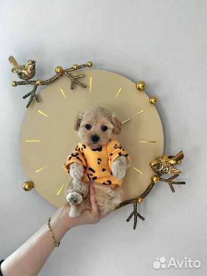 Мальтипу f1 mini (тикап)мальчик