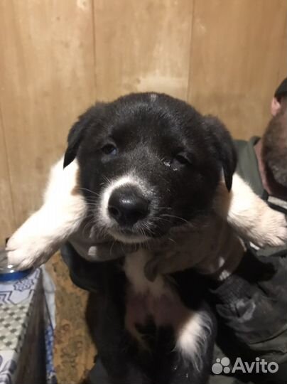 Щенки карельская медвежья лайка