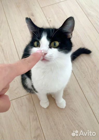 Кошечка «инь-янь», 6 мес, стерилизована