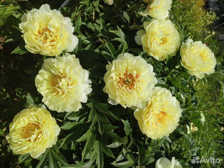 Пион Bartzella (Бартзелла)