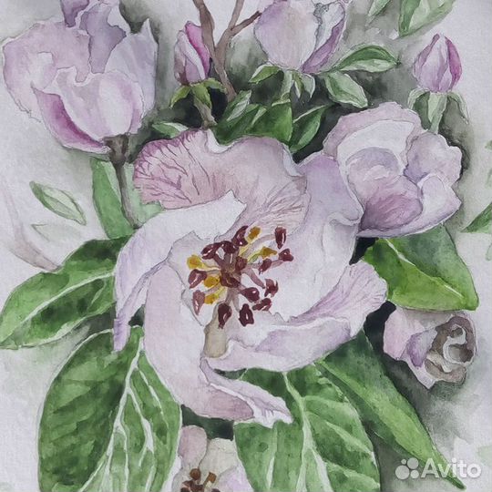 Акварельные цветы. Весна. Цветущая айва