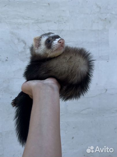 Хорьки из питомника