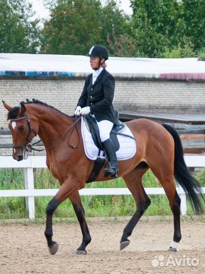 Буденновский мерин 2007гр