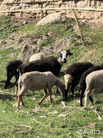 Баран Дорпер