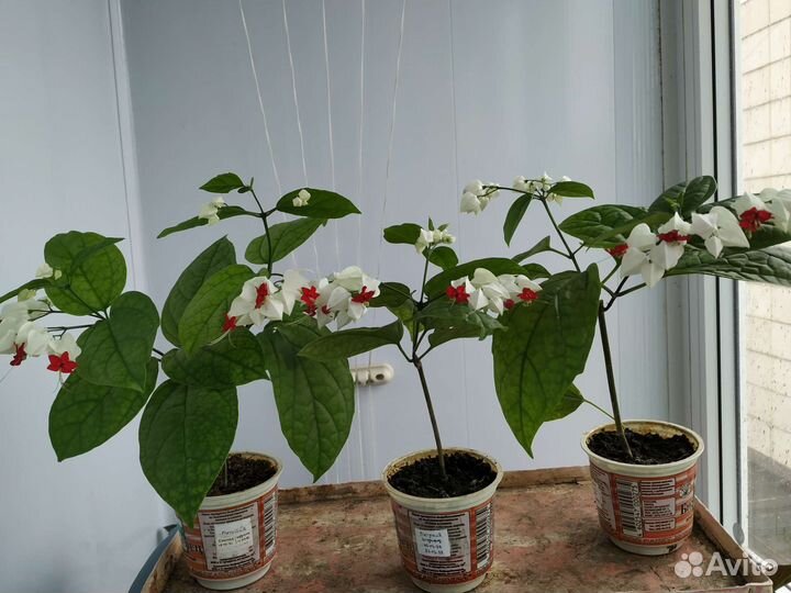Продажа комнатных цветов