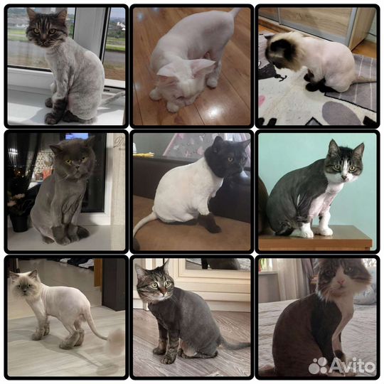 Стрижка кошек и котов