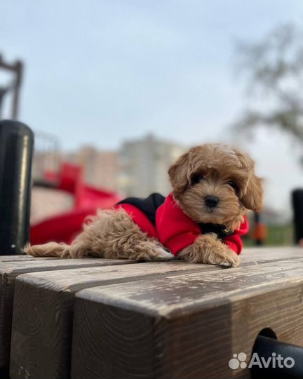 Мальтипу тедди ф1