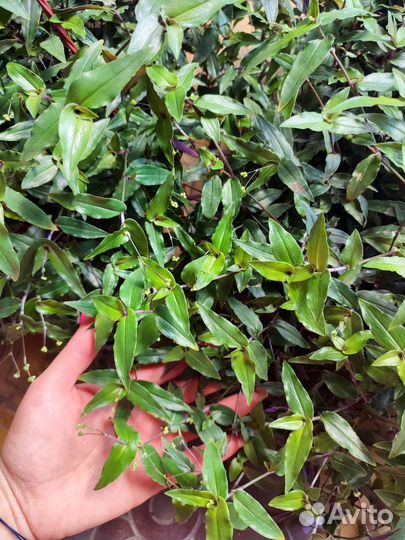 Традесканция 