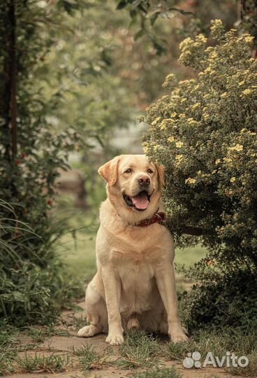 Вязка лабрадор РКФ