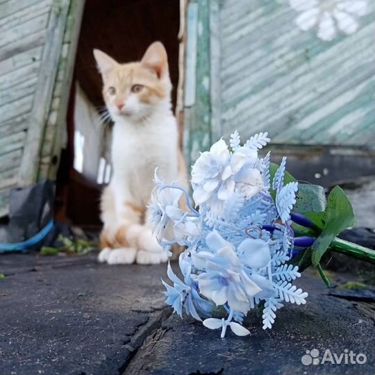 Молодой рыжик котик