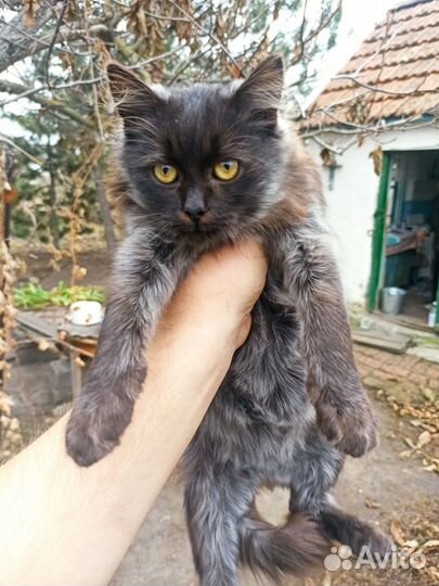 Кот