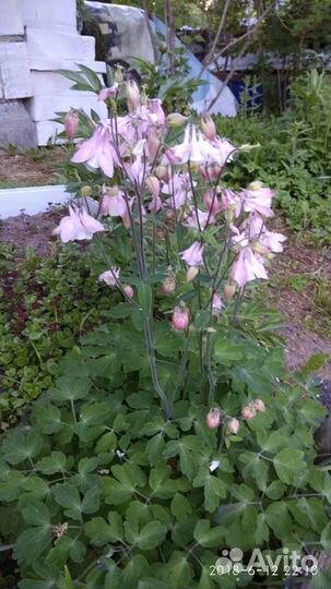 Пионы,многолетники