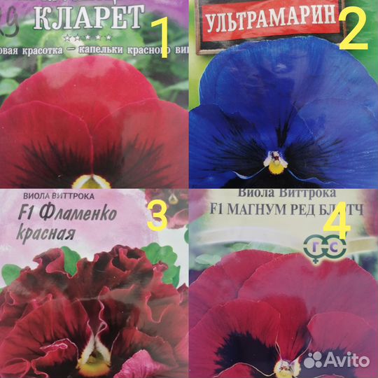 Лобелия, астра, хоста