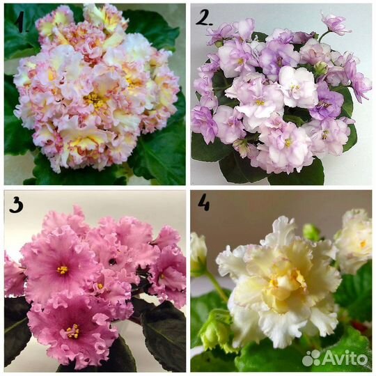 Сортовые фиалки