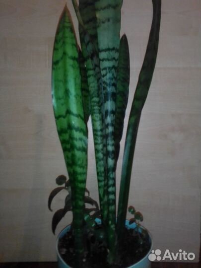 Сансевиерии разные большие и молодые растения