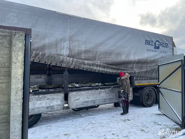 Туя оптом с доставкой