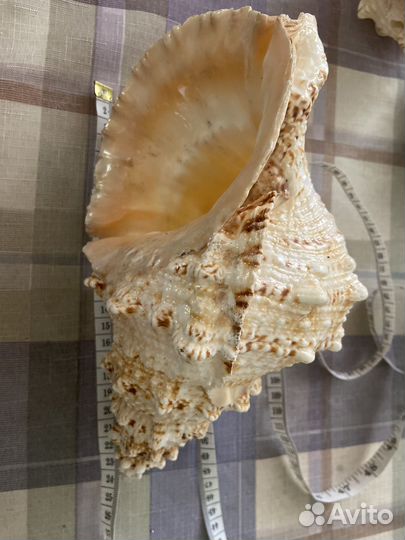 Морские ракушки раковины большие