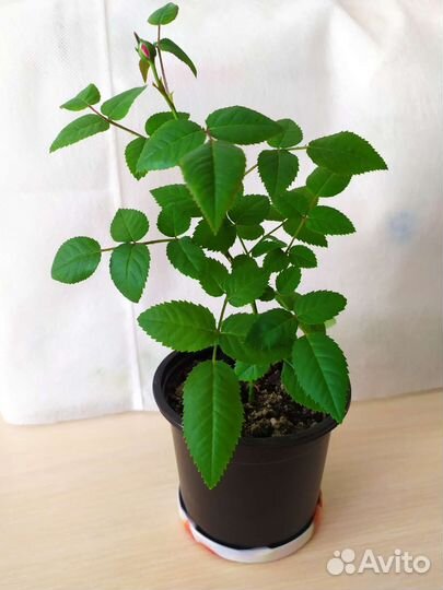 Роза кордана