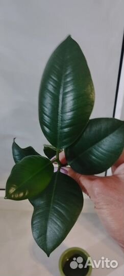 Фикус каучуконосный