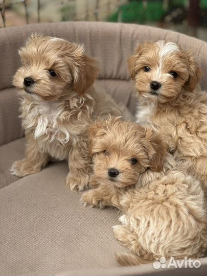 Щенки мальтипу