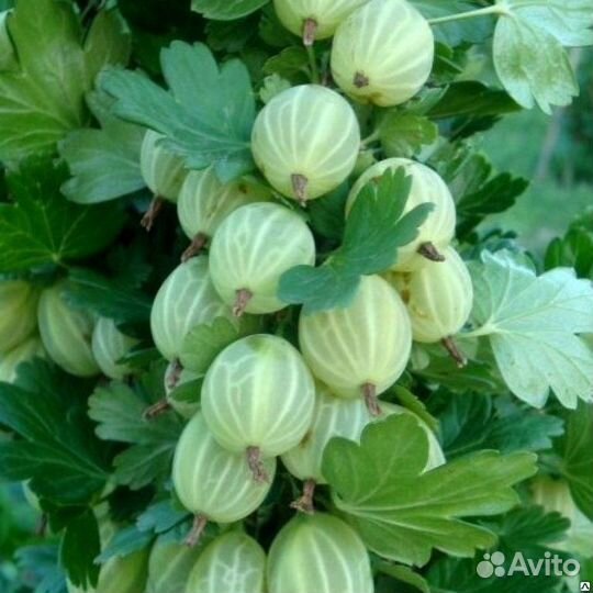 Клубника Сортовая Крыжовник Смородина Каштан