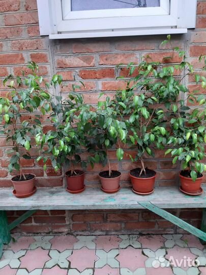 Фикус бенджамина большой