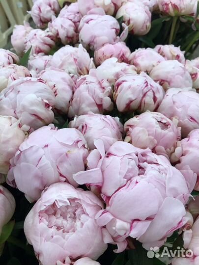 Букет пионов, пионы с доставкой