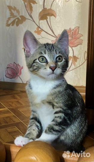 Нужен дом красивому котеночку