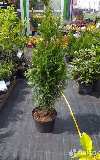 Туя смарагд 80-100 см