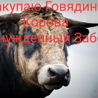 Крс