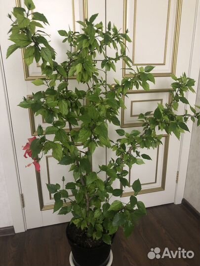 Гибискус китайская роза